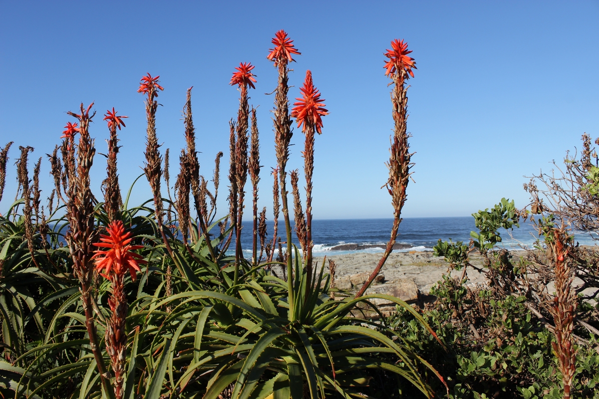 Suedafrika_2 (52).JPG